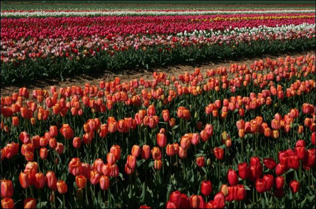 des_tulipes.jpg