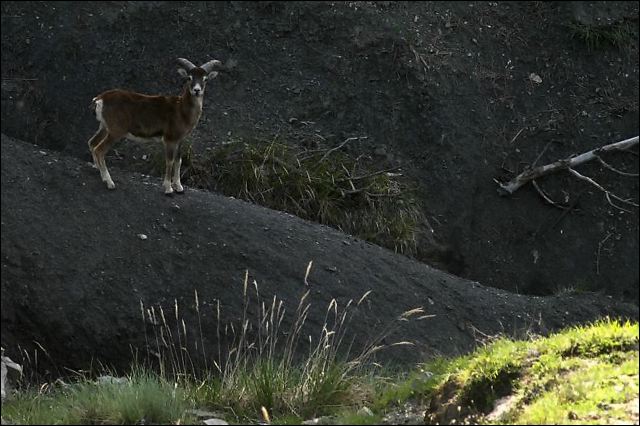 un_mouflon.jpg