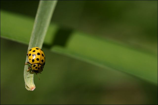 une_coccinelle.jpg