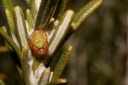 Araniella cucurbitina (Clerck, 1758)