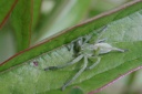Micrommata ligurina (C.L. Koch, 1845)