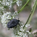 Netocia morio (Fabricius, 1781) - Cétoine noire