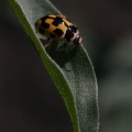 Propylea quatuordecimpunctata (Linnaeus 1758)