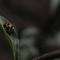 Propylea quatuordecimpunctata (Linnaeus 1758)