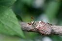 Melolontha melolontha (Linnaeus, 1758) - Hanneton commun