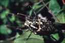 Melolonthidae