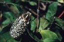 Polyphylla fullo (Linnaeus, 1758) - Hanneton foulon