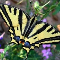 Papilio alexanor (Esper, 1800) - L'Alexanor