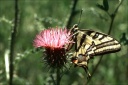 Papilio alexanor (Esper, 1800) - L'Alexanor