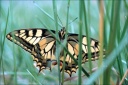 Papilio machaon (Linnaeus, 1758) - Le Machaon