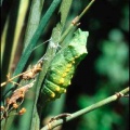 Papilio machaon (Linnaeus, 1758) - Le Machaon