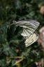 Pieris rapae (Linnaeus, 1758) - La Piéride de la rave