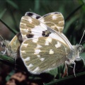 Pontia daplidice (Linnaeus, 1758) - Le Marbré de vert