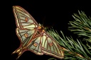 Actias isabellae Grlls - Le Bombyx Isabelle, le Papillon vitrail