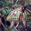 Actias isabellae Grlls - Le Bombyx Isabelle, le Papillon vitrail