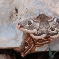 Saturnia pavoniella Scop. -  Le Paon de nuit austral