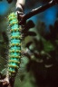 Saturnia pavoniella Scop. -  Le Paon de nuit austral