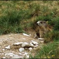 Marmota marmota (Linnaeus, 1758) - Marmotte des Alpes