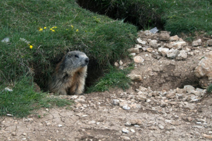 Marmota marmota (Linnaeus, 1758) - Marmotte des Alpes