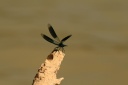 Calopteryx splendens splendens (Harris, 1776) - Caloptéryx éclatant