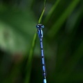 Enallagma cyathigerum (Charpentier, 1840) - Agrion porte-coupe