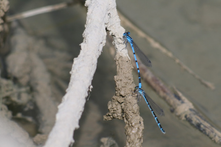 Enallagma cyathigerum (Charpentier, 1840) - Agrion porte-coupe