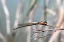 Ischnura elegans (Vander Linden, 1820) - Agrion élégant