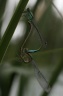 Ischnura elegans (Vander Linden, 1820) - Agrion élégant