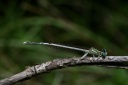Platycnemidae