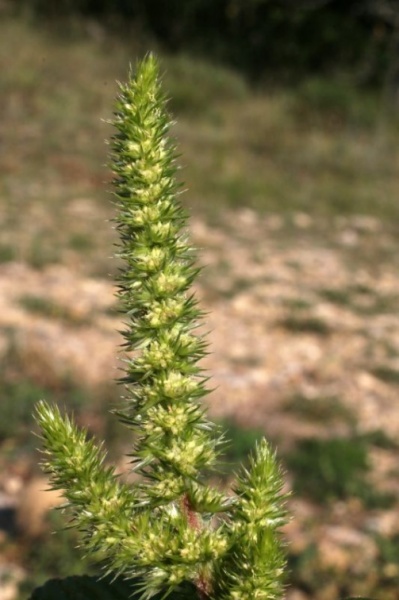 Amaranthus hybridus L., 1753 - Amarante hybride