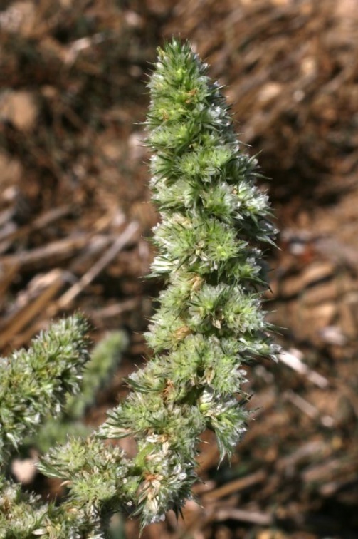 Amaranthus retroflexus L., 1753 - Amarante réfléchie