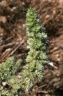 Amaranthus retroflexus L., 1753 - Amarante réfléchie