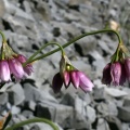 Allium narcissiflorum Vill., 1779 - Ail à fleurs de narcisse