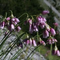 Allium narcissiflorum Vill., 1779 - Ail à fleurs de narcisse