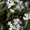 Allium neapolitanum Cirillo, 1788 - Ail de Naple