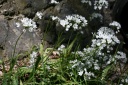 Allium neapolitanum Cirillo, 1788 - Ail de Naple