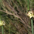 Allium oleraceum L., 1753 - Ail des jardins