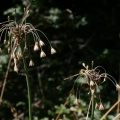 Allium oleraceum L., 1753 - Ail des jardins