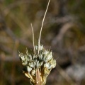 Allium oporinanthum Brullo, Pavone & Salmeri, 1977  - Ail de Girerd