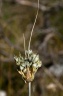 Allium oporinanthum Brullo, Pavone & Salmeri, 1977  - Ail de Girerd