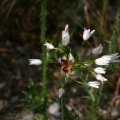 Allium roseum L., 1753 - Ail rose