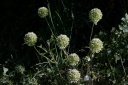 Allium scaberrinum