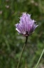 Allium schoenoprasum L., 1753 - Civette