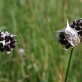 Allium scorodoprasum L., 1753 - Rocambole