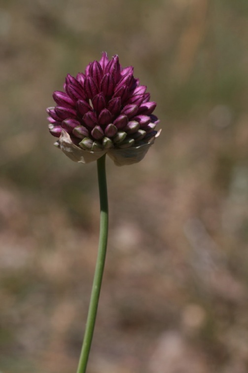 Allium sphaerocephalon L., 1753 - Ail à tête ronde