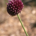 Allium sphaerocephalon L., 1753 - Ail à tête ronde