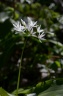 Allium ursinum L., 1753 - Ail des bois