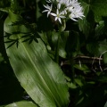 Allium ursinum L., 1753 - Ail des bois