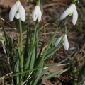 Galanthus nivalis L., 1753 - Perce-neige