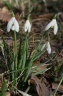 Galanthus nivalis L., 1753 - Perce-neige